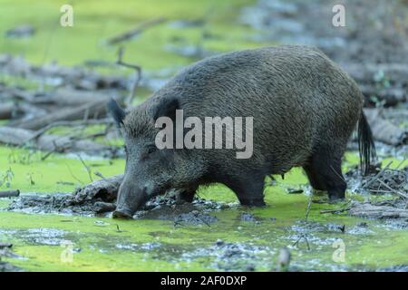 Wild boar, Sus scrofa, in mud pool Stock Photo