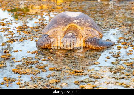 Green turtle left behind by falling tide after a night of egg laying, now waiting for the return of water. Stock Photo