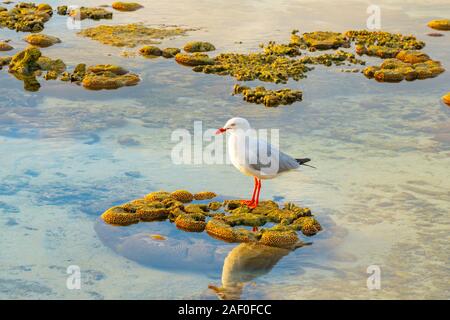 Seagull, silver gull with red feet and beak standing on coral growth in pool Stock Photo