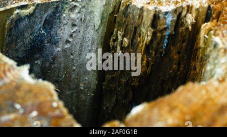 macro shot of open broken tree trunk during autumn with defocus Stock Photo
