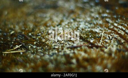 macro shot of open broken tree trunk during autumn with defocus Stock Photo