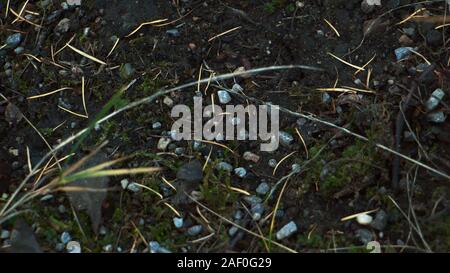 Autumn leaves on green grass to backrground forest detail Stock Photo