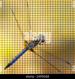 Blue Dasher dragonfly resting on the screen of a porch window in Western North Carolina Stock Photo