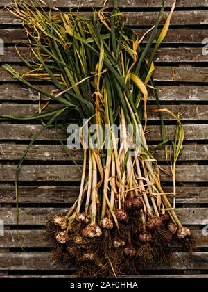 Fresh garlic with roots from the garden background Stock Photo - Alamy