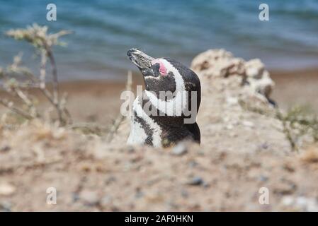 penguin on beach of patagonia argentina