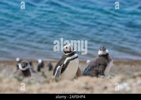 penguin on beach of patagonia argentina