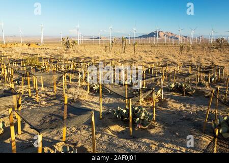 A Cactus regeneration area infront of the Tehachapi Pass wind farm, the first large scale wind farm area developed in the US, California, USA. Stock Photo
