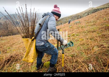 Planting native English trees around the fells above Thirlmere Reservoir in the Lake District, UK. United Utilities who own Thirlmere and Haweswater a Stock Photo