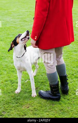A Hunt master and his fox hound at the Vale of Rydal Sheepdog Trials, Ambleside, Lake District, UK. Stock Photo