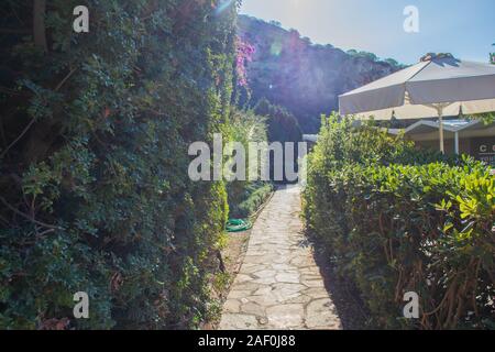 Pavement path between bushes on a sunny day and blue sky in athens Stock Photo