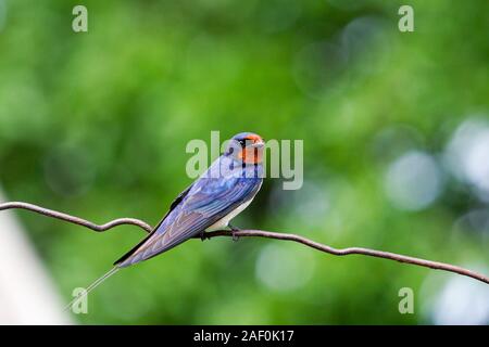 Barn swallow beautiful wild bird Stock Photo
