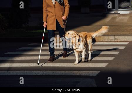 Cropped view of blind man with stick and guide dog walking on crosswalk Stock Photo