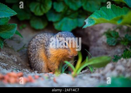 A Columbian Ground Squirrel outside its burrow in Glacier National Park in Montana, USA Stock Photo