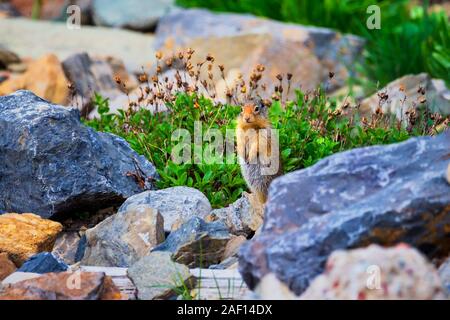 Columbian Ground Squirrel standing among rocks in Glacier National Park, Montana, USA Stock Photo