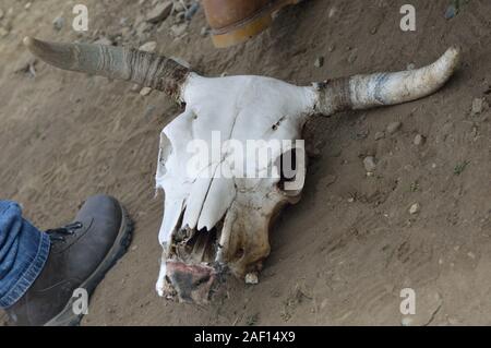 dead bones in the sand Stock Photo