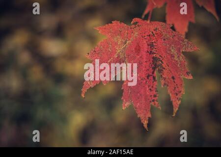 Close View of Maple Leaf in Late Fall Stock Photo