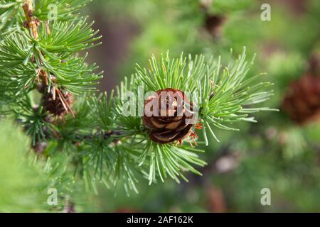 Siberian cedar cone on the branch with bright green needles Stock Photo