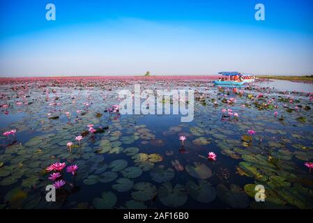 Tourist boat on the lake river with red lotus lily field pink flower on the water nature landscape in the morning landmark in Udon Thani Thailand Stock Photo