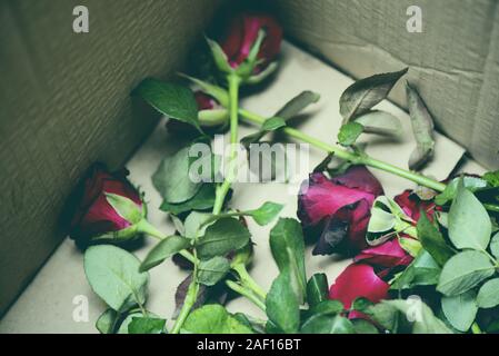 Rose flowers in parcel box / old roses on rubbish bin break my heart dumped love on valentine day concept Stock Photo