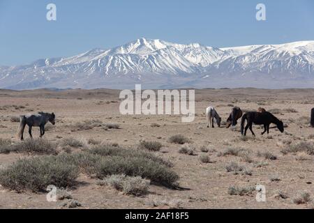 horses in the grassland of Mongolia Stock Photo