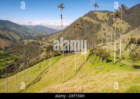 Valle de Cocora (Cocora valley) near Salento in Colombia. Stock Photo