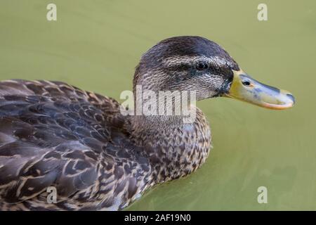 mallard duck hen female swimming in murky water Stock Photo