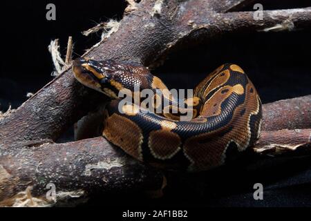 ball python (Python regius) on the branch Stock Photo