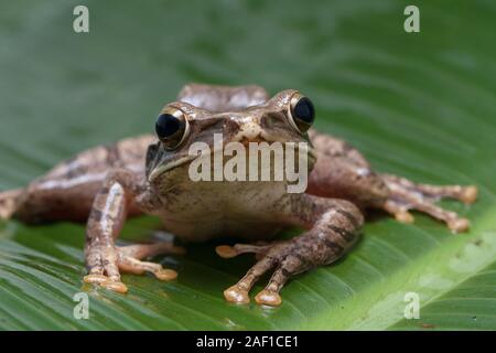 Common Southeast Asian Tree Frog - Polypedates leucomystax, indonesia Stock Photo