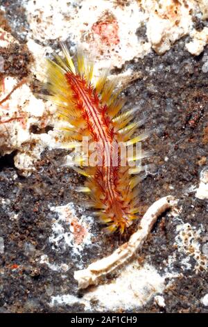 Darklined Bristle Worm, or Fireworm, Chloeia fusca.Tulamben, Bali, Indonesia. Bali Sea, Indian Ocean Stock Photo