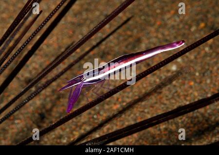 Urchin Shrimp, Stegopontonia commensalis, on sea urchin spine. Tulamben, Bali, Indonesia. Bali Sea, Indian Ocean Stock Photo