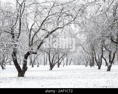 winter apple orchard in the fog. rows of apple trees covered by snow Stock Photo