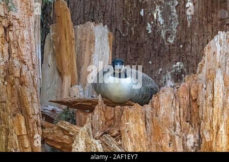 A Canada goose (Branta canadensis) peers out at the photographer from her nest in a hollowed-out tree. Photographed in the Siskyou mountains of Oregon. Stock Photo
