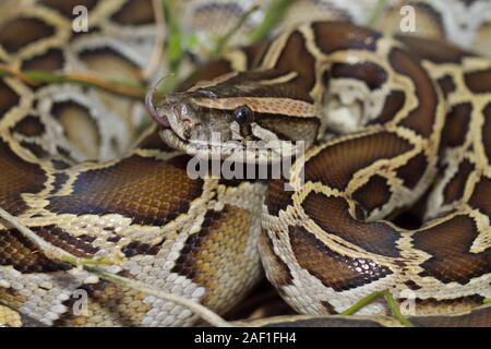 Close up of burmese python (python molurus bivittatus) Stock Photo
