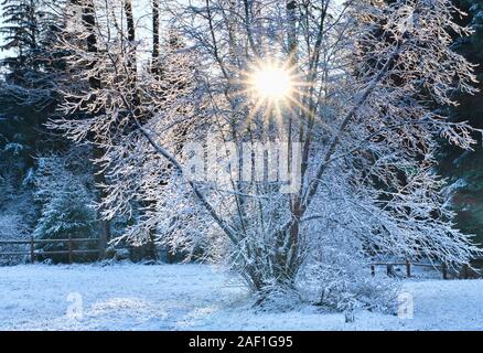 Sun rays through branches covered with frost after a snow storm in Alaska. Stock Photo