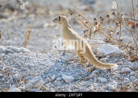 yellow mongoose, Cynictis penicillata,  watching, Etosha National Park, Namibia Stock Photo