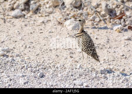 double-banded courser, Rhinoptilus africanus erlangeri,  Etosha National Park, Namibia Stock Photo