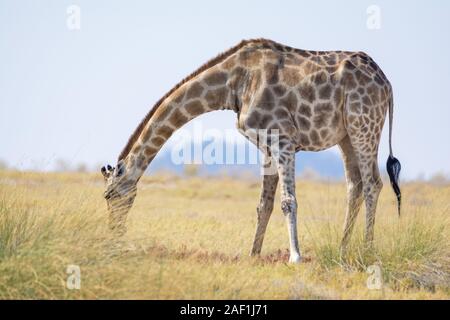 three-horned giraffe eating from the ground, Etosha National Park, Namibia Stock Photo