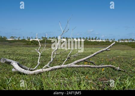Dry tree branch in the moist fields near the dunes and the sea of Mangue Seco Beach, Bahia, Brazil Stock Photo