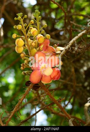 Flower of Cannonball Tree (Couroupita guianensis) at Botanical Garden, Kuala Lumpur, Malaysia Stock Photo