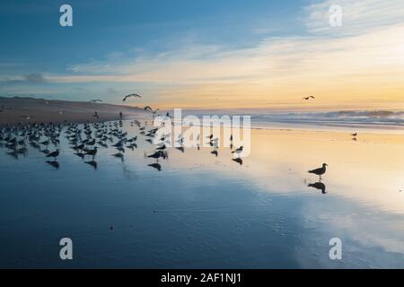 Flock of seagulls on the beach at sunset Stock Photo