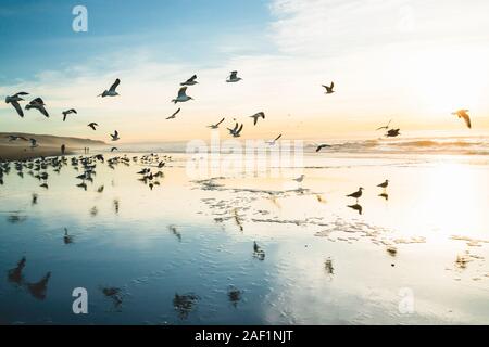 Sunset on the beach and flock of birds flying over the sea Stock Photo