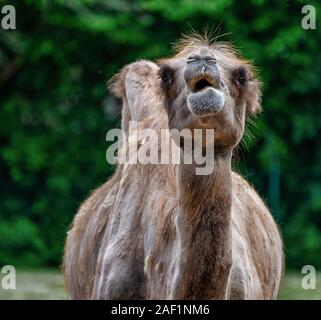 Bactrian camel, Camelus bactrianus in a german zoo Stock Photo