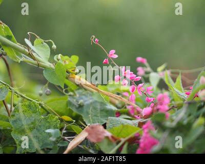 Pink flower small ivy Scientific name Antigonon leptopus Hook, arranged into beautiful bouquets on blurred of nature background Stock Photo