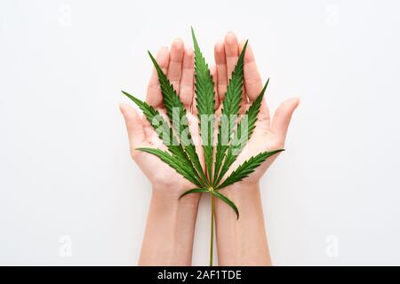 top view of hemp leaf in hands on white background Stock Photo