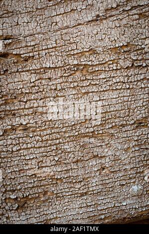 White cracked paint on wood Stock Photo