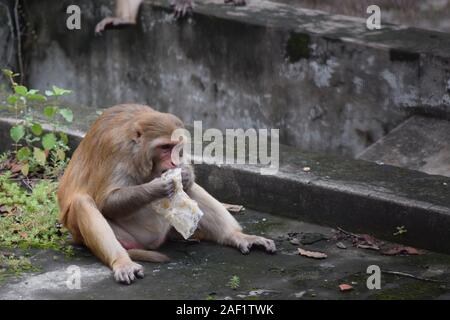 Monkey eating food while sitting on roof of house Stock Photo