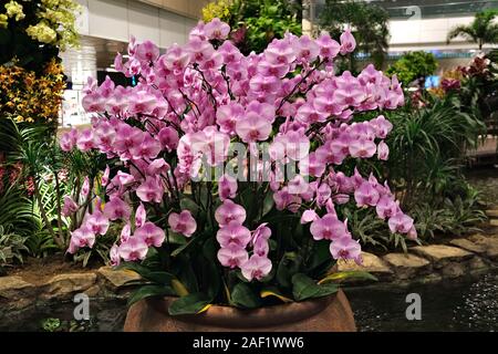 Many flowers orchids violet pink in one pot standing in the water on the background of other greenery inside the building as a decoration. Stock Photo