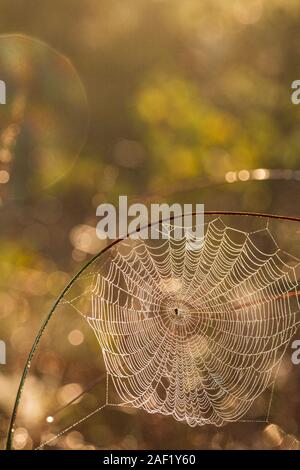 View of spider web Stock Photo