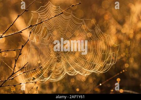View of spider web at sunset Stock Photo