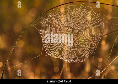 View of spider web at sunset Stock Photo